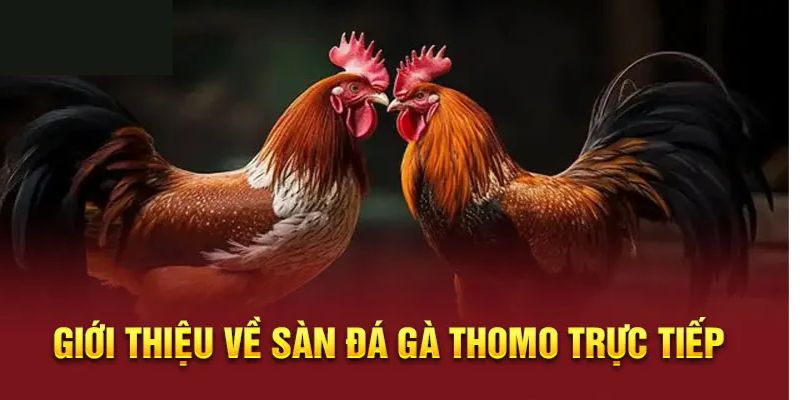 Tổng quan về thông tin đá gà trực tiếp